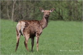 <p>JELEN LESNÍ (Cervus elaphus) Šluknovsko - Valdek /Red deer - Rothirsch/</p>